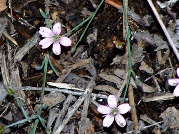 Petrorhagia saxifraga